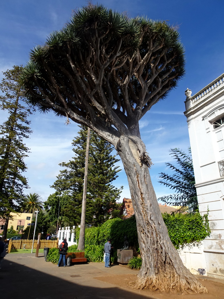 Tree at the Plaza de la Junta de Canarias square