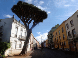 Tree at the Plaza de la Junta de Canarias square and the Calle San Agustín street