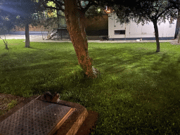 Cats in front of the Grand Hotel Park, at sunset