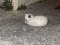 Cat in front of the Grand Hotel Park, by night