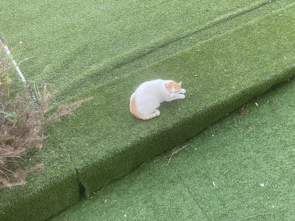 Cat on the roof of the restaurant of the Grand Hotel Park, viewed from our room