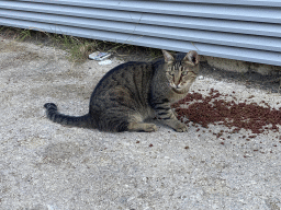 Cat in front of the Grand Hotel Park