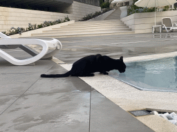 Cat drinking from the outdoor swimming pool of the Grand Hotel Park