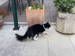 Cat on the terrace of the Restaurant Konavoka