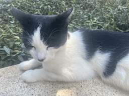 Cat at the etalite Kralja Zvonimira street