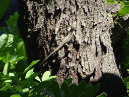 Lizard on a tree at the Ulica kralja Tomislava street, viewed from the Pizzeria Mamma Mia