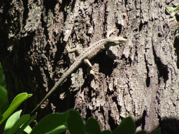 Lizard on a tree at the Ulica kralja Tomislava street, viewed from the Pizzeria Mamma Mia