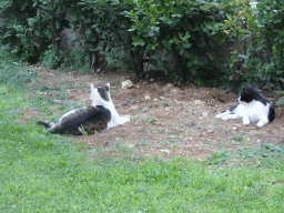Cats in front of the Grand Hotel Park