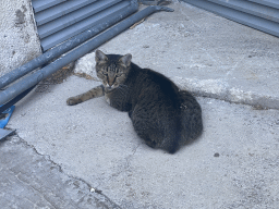 Cat in front of the Grand Hotel Park