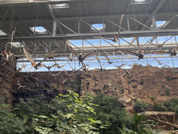 Pterodactylus statues at the upper floor of the Jungle area at the Poema del Mar Aquarium