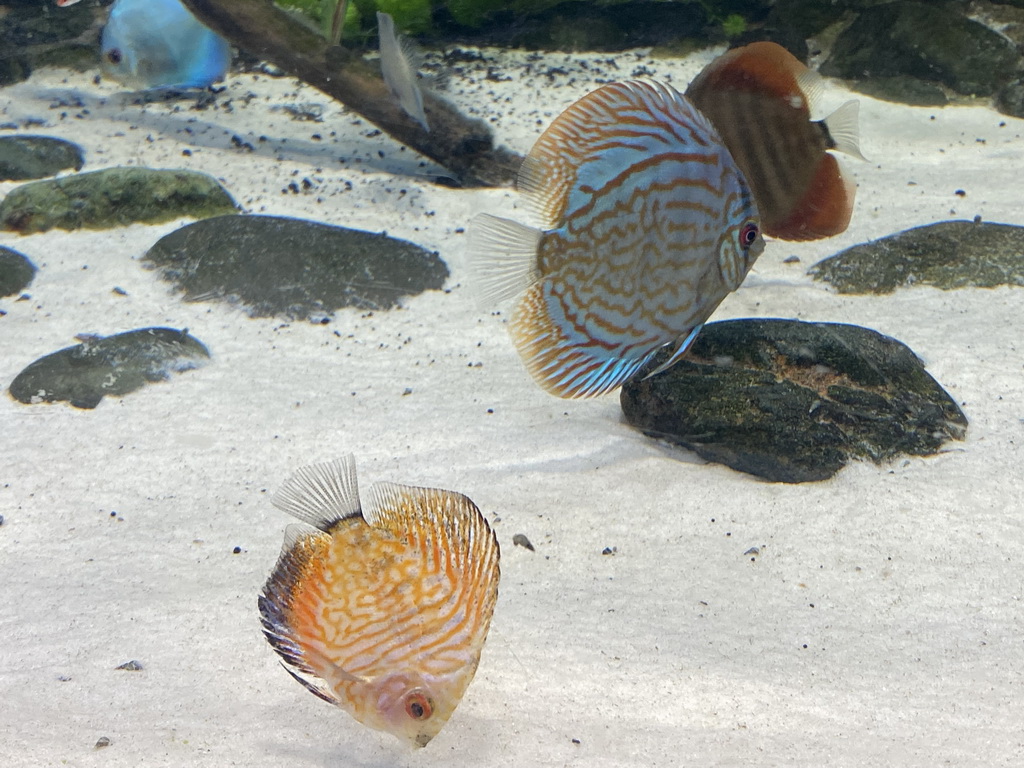 Discuses at the upper floor of the Jungle area at the Poema del Mar Aquarium