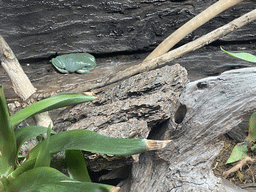 Green Tree Frog at the upper floor of the Jungle area at the Poema del Mar Aquarium