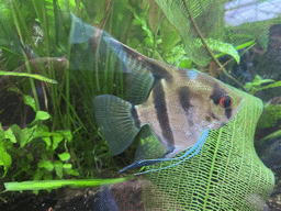 Fish at the upper floor of the Jungle area at the Poema del Mar Aquarium