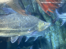Goliath Tiger Fishes at the upper floor of the Jungle area at the Poema del Mar Aquarium