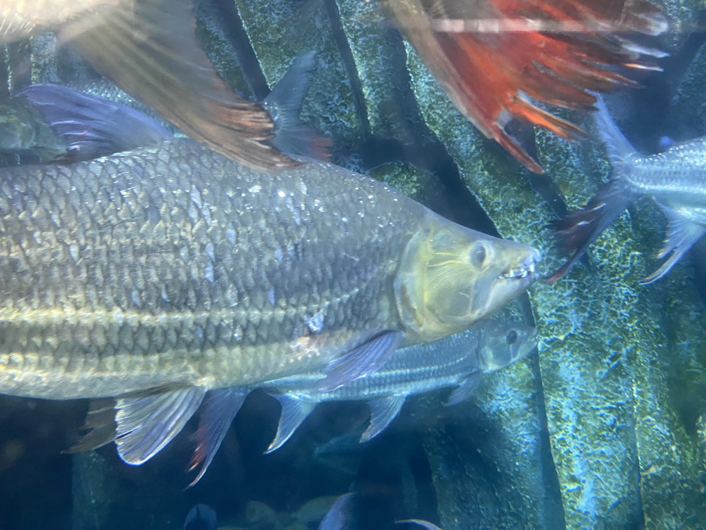 Goliath Tiger Fishes at the upper floor of the Jungle area at the Poema del Mar Aquarium