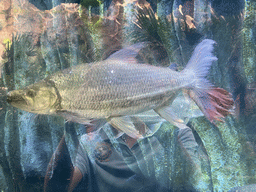 Goliath Tiger Fishes at the upper floor of the Jungle area at the Poema del Mar Aquarium