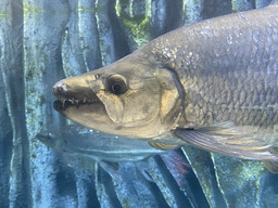 Head of a Goliath Tiger Fish at the upper floor of the Jungle area at the Poema del Mar Aquarium