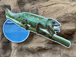 Information on the Panther Chameleon at the upper floor of the Jungle area at the Poema del Mar Aquarium