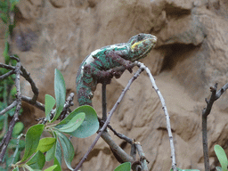 Panther Chameleon at the upper floor of the Jungle area at the Poema del Mar Aquarium