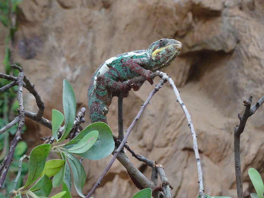 Panther Chameleon at the upper floor of the Jungle area at the Poema del Mar Aquarium