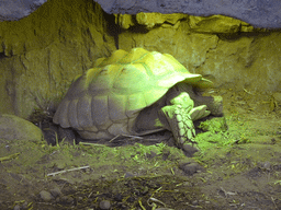Tortoise at the upper floor of the Jungle area at the Poema del Mar Aquarium