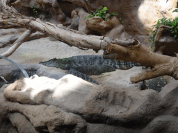 Siamese Crocodiles at the middle floor of the Jungle area at the Poema del Mar Aquarium, viewed from the upper floor
