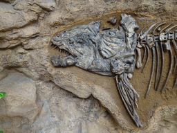 Xiphactinus fossil at the upper floor of the Jungle area at the Poema del Mar Aquarium