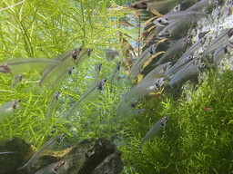 Glass Catfishes at the upper floor of the Jungle area at the Poema del Mar Aquarium