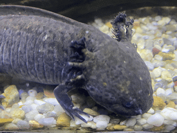 Axolotl at the upper floor of the Jungle area at the Poema del Mar Aquarium