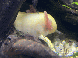 Axolotl at the upper floor of the Jungle area at the Poema del Mar Aquarium