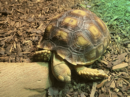 Turtle at the upper floor of the Jungle area at the Poema del Mar Aquarium