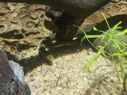 Snakes at the upper floor of the Jungle area at the Poema del Mar Aquarium