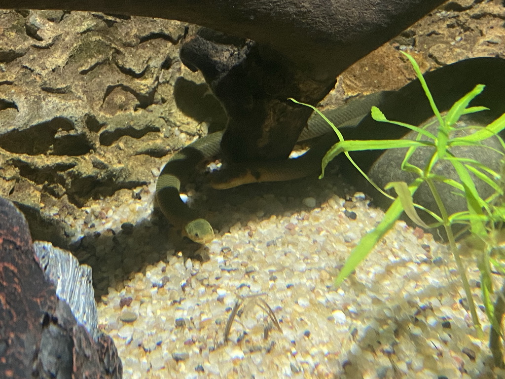 Snakes at the upper floor of the Jungle area at the Poema del Mar Aquarium