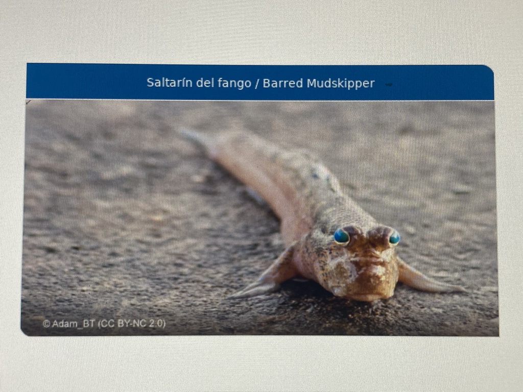 Explanation on the Barred Mudskipper at the upper floor of the Jungle area at the Poema del Mar Aquarium