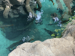 Fishes at the lower floor of the Jungle area at the Poema del Mar Aquarium, viewed from the middle floor