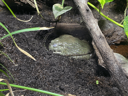 Bullfrog at the middle floor of the Jungle area at the Poema del Mar Aquarium