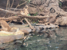 Siamese Crocodiles and fishes at the middle floor of the Jungle area at the Poema del Mar Aquarium