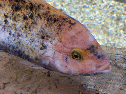 Head of a fish at the middle floor of the Jungle area at the Poema del Mar Aquarium