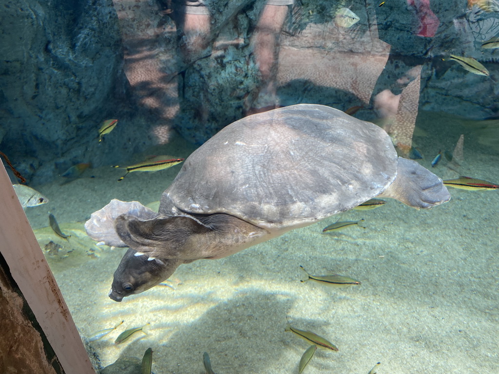 Pig-nosed Turtle and fishes at the middle floor of the Jungle area at the Poema del Mar Aquarium