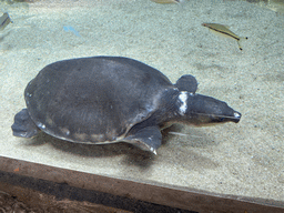 Pig-nosed Turtle and fishes at the middle floor of the Jungle area at the Poema del Mar Aquarium