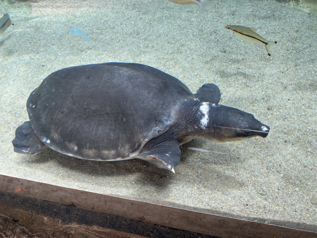 Pig-nosed Turtle and fishes at the middle floor of the Jungle area at the Poema del Mar Aquarium