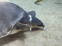 Pig-nosed Turtle and fish at the middle floor of the Jungle area at the Poema del Mar Aquarium