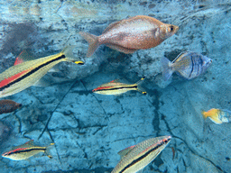Fishes at the middle floor of the Jungle area at the Poema del Mar Aquarium