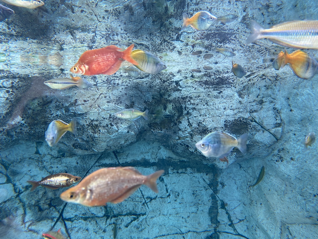 Fishes at the middle floor of the Jungle area at the Poema del Mar Aquarium
