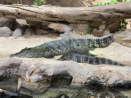 Siamese Crocodiles at the middle floor of the Jungle area at the Poema del Mar Aquarium