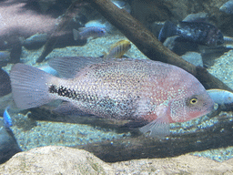 Fishes at the middle floor of the Jungle area at the Poema del Mar Aquarium