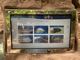 Explanation on the Siamese Crocodile, Marble Oscar, Jack Dempsey, American Cichlids, Pink-bellied Snapping Turtle and New Guinea Snapping Turtle at the middle floor of the Jungle area at the Poema del Mar Aquarium