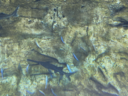 Fishes at the middle floor of the Jungle area at the Poema del Mar Aquarium