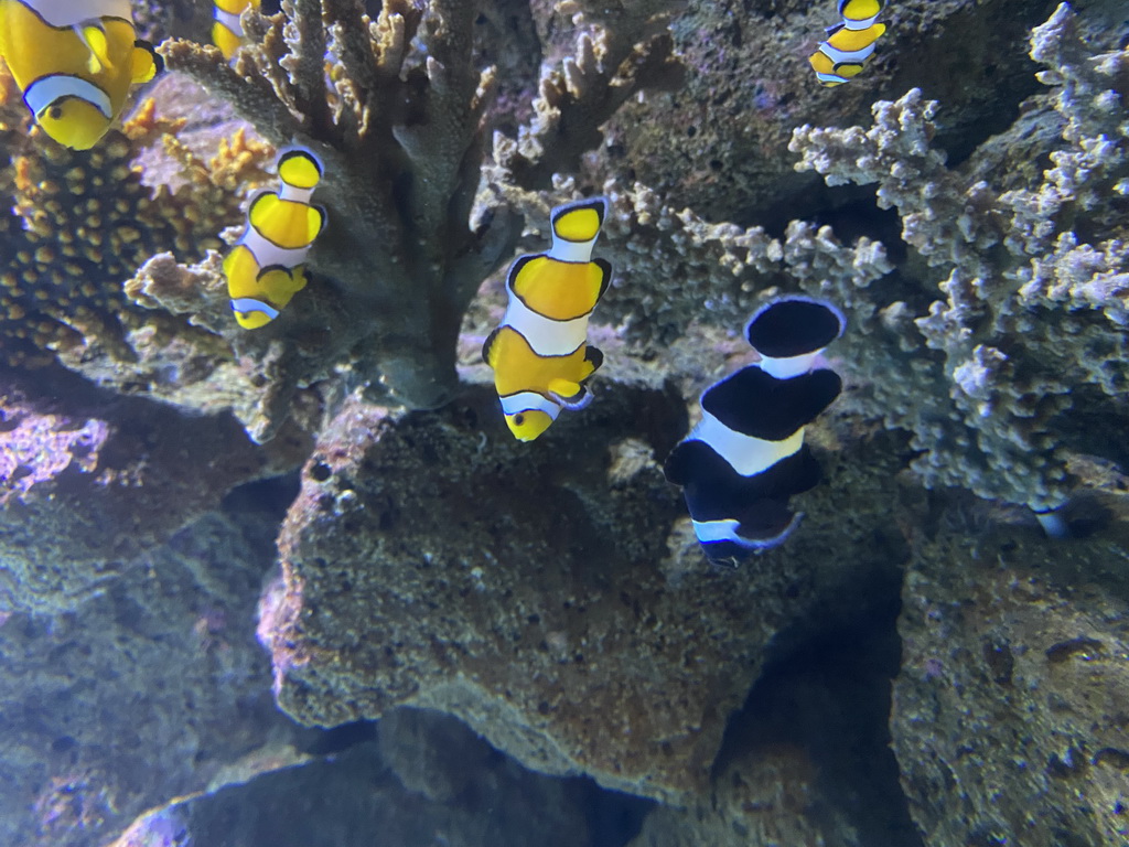 Clownfishes at the Nemo Kids area at the middle floor of the Beach Area at the Poema del Mar Aquarium