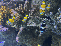 Clownfishes at the Nemo Kids area at the middle floor of the Beach Area at the Poema del Mar Aquarium
